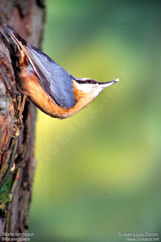 Eurasian Nuthatch