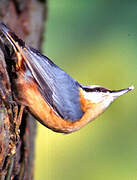 Eurasian Nuthatch