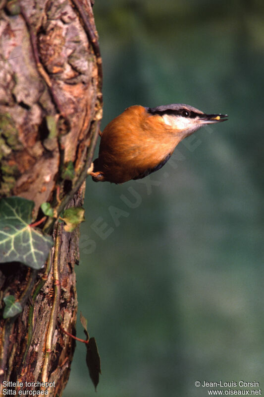 Eurasian Nuthatch