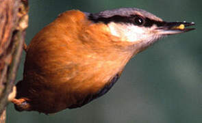 Eurasian Nuthatch