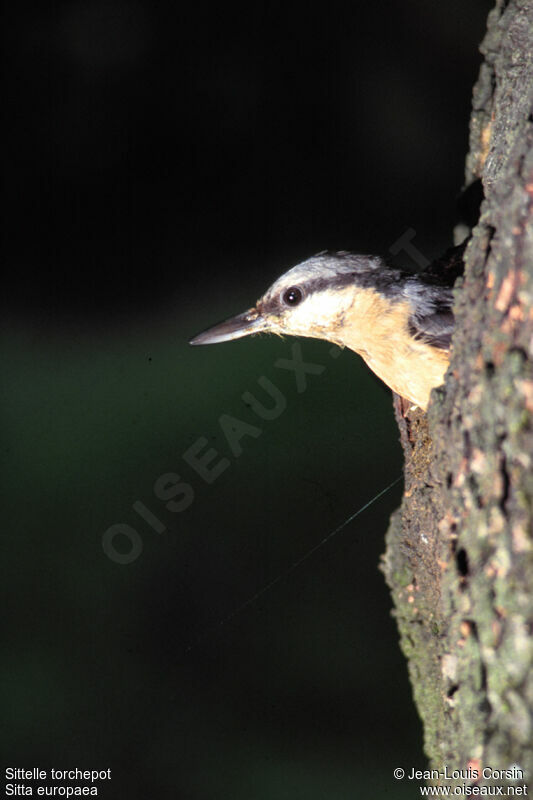 Eurasian Nuthatch