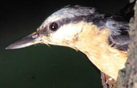 Eurasian Nuthatch