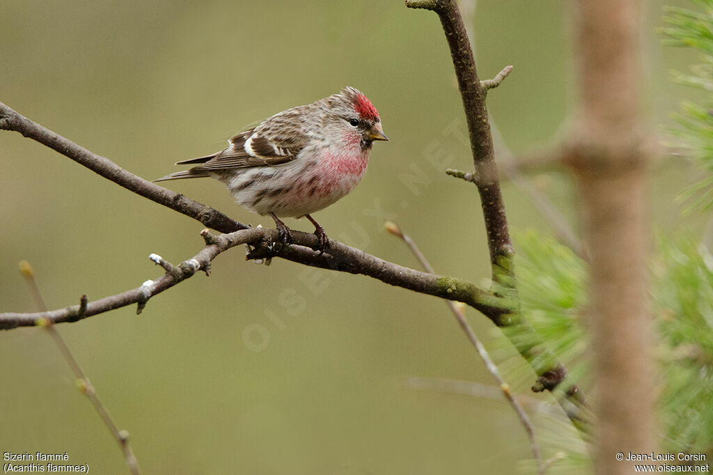 Common Redpoll