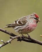 Common Redpoll