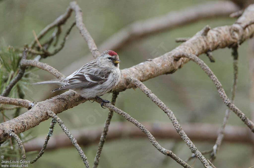 Common Redpoll female adult breeding, identification