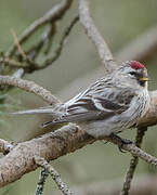 Common Redpoll