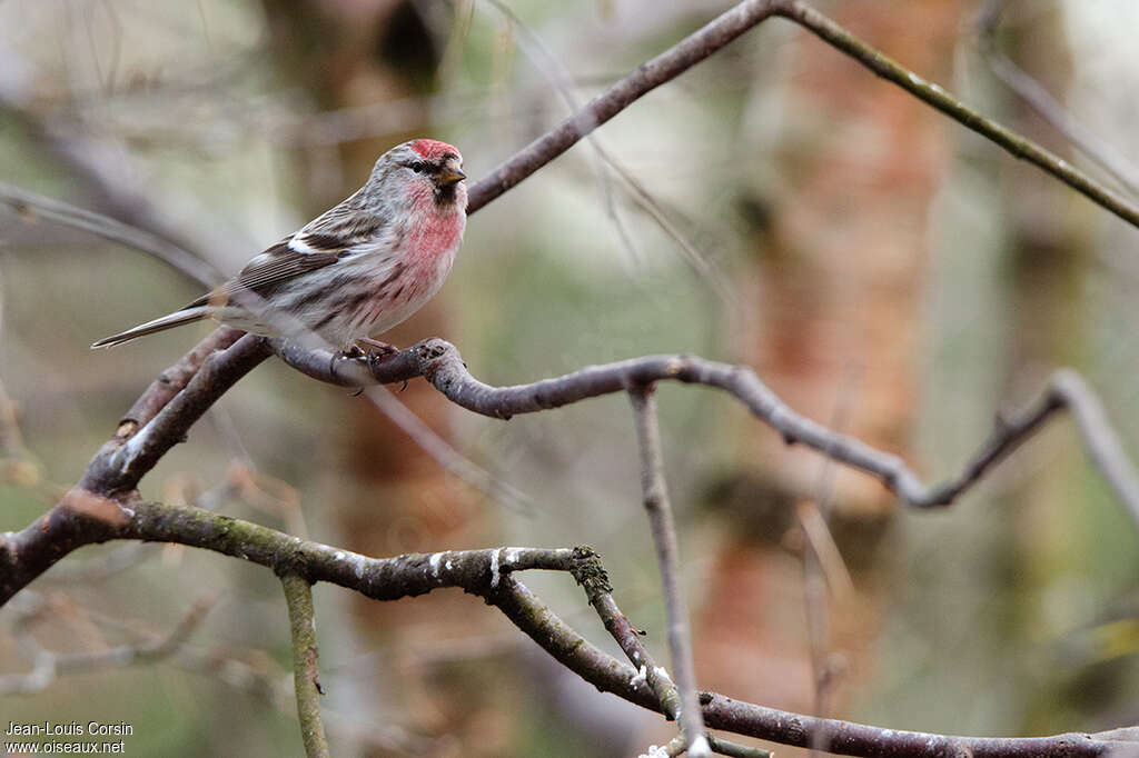 Common Redpoll male adult breeding, identification