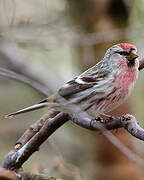 Common Redpoll