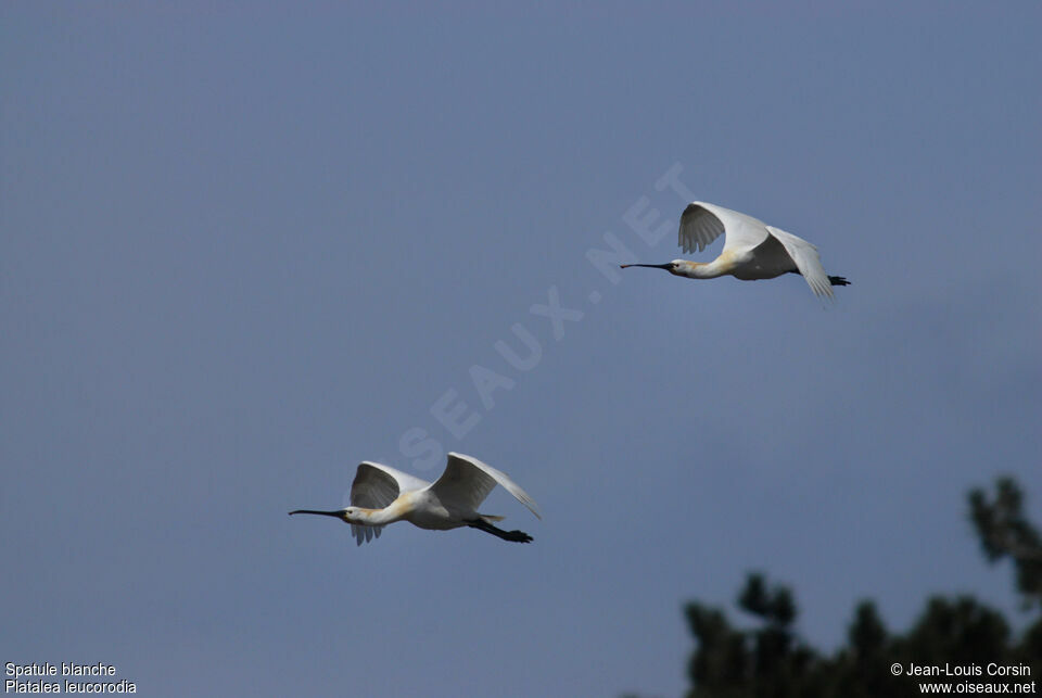 Eurasian Spoonbill