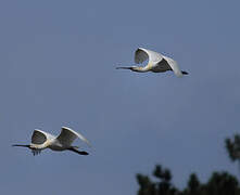 Eurasian Spoonbill