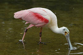 Roseate Spoonbill