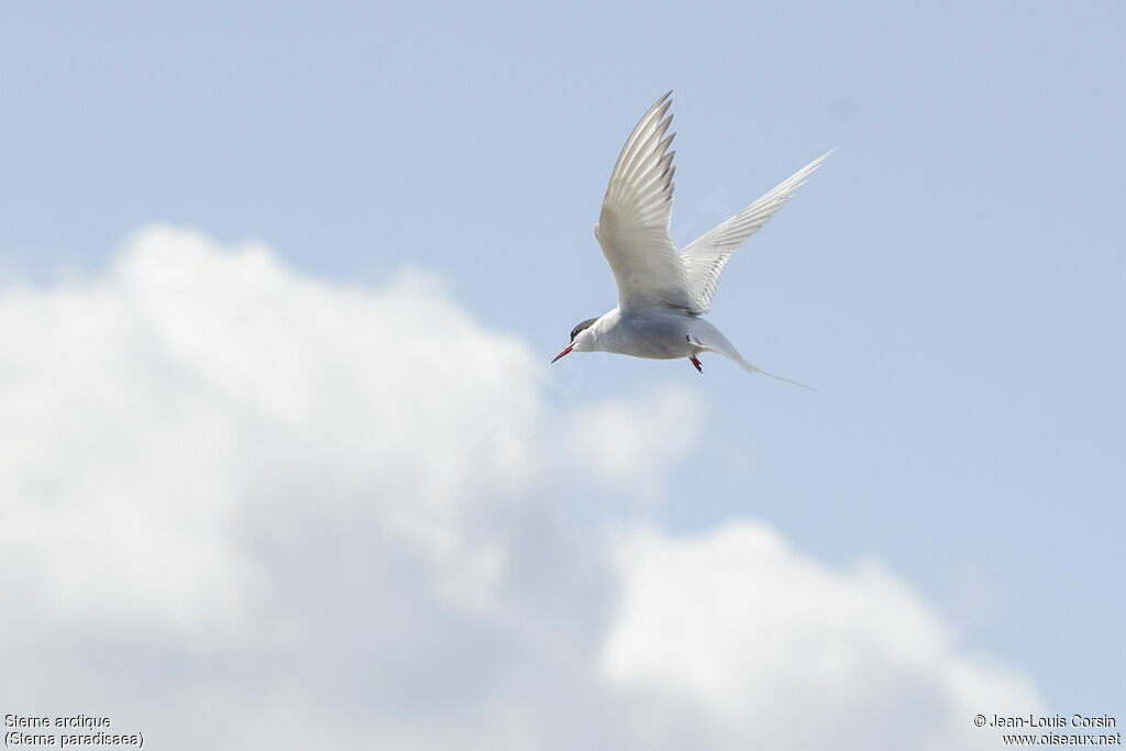 Arctic Tern