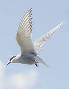 Arctic Tern