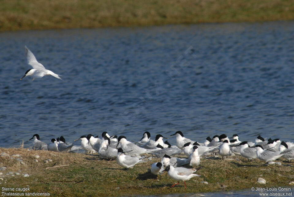 Sandwich Tern