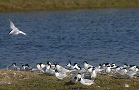 Sandwich Tern