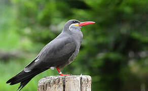 Inca Tern