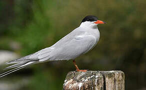 Common Tern