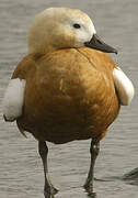 Ruddy Shelduck