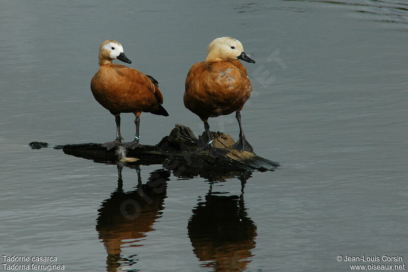 Ruddy Shelduck adult