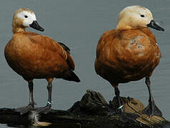 Ruddy Shelduck