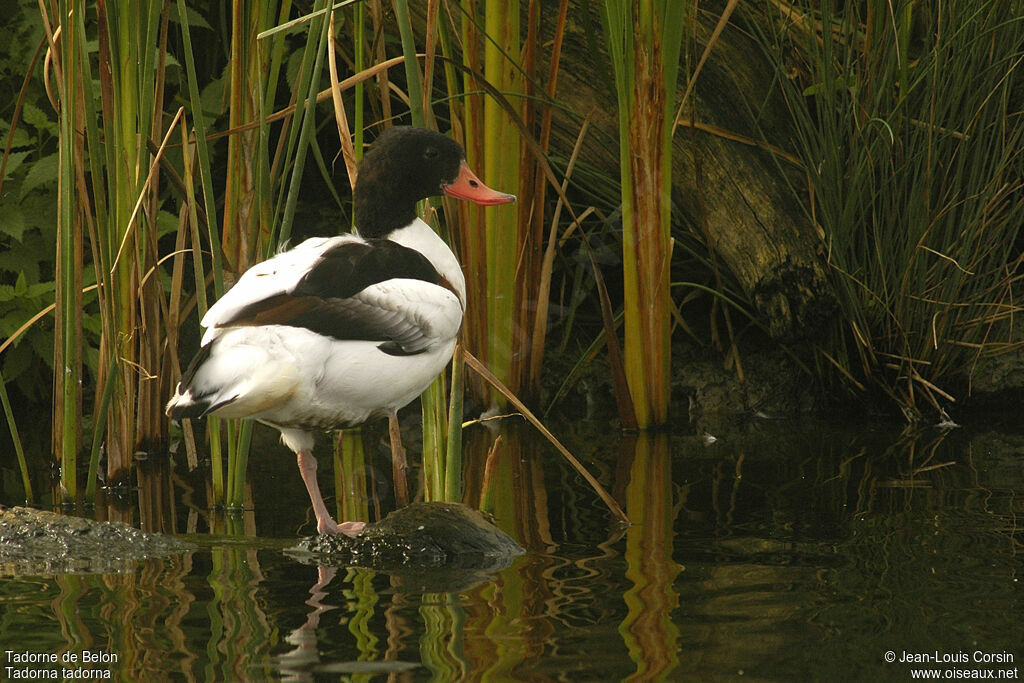 Common Shelduck