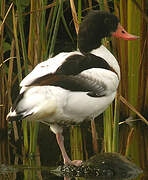 Common Shelduck