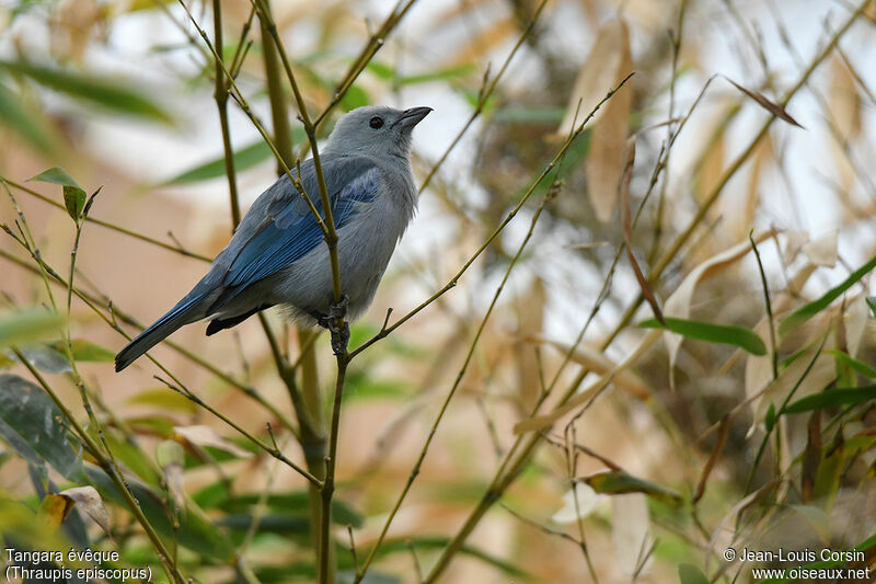 Blue-grey Tanageradult