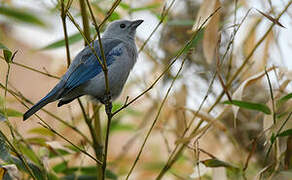 Blue-grey Tanager