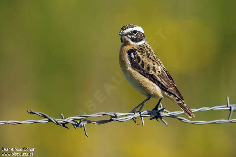 Whinchat male adult breeding, identification