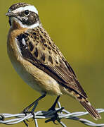 Whinchat