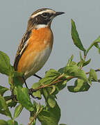 Whinchat