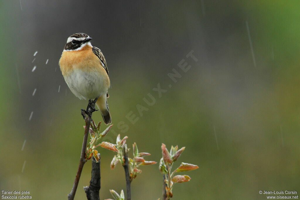 Whinchat male