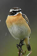 Whinchat