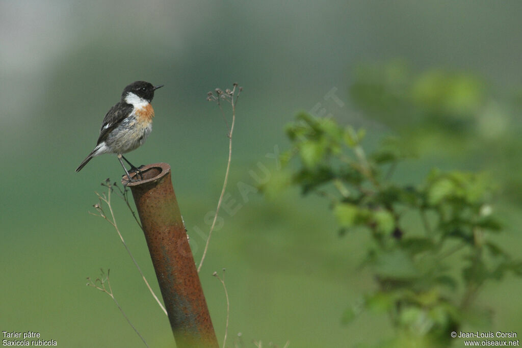 European Stonechat