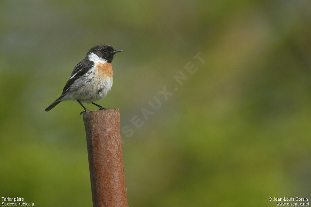 European Stonechat