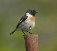 European Stonechat