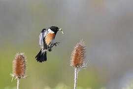 European Stonechat