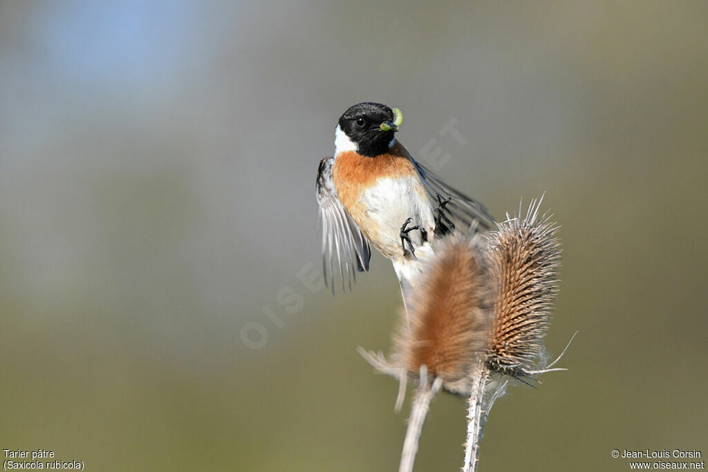 European Stonechat