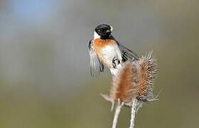 European Stonechat