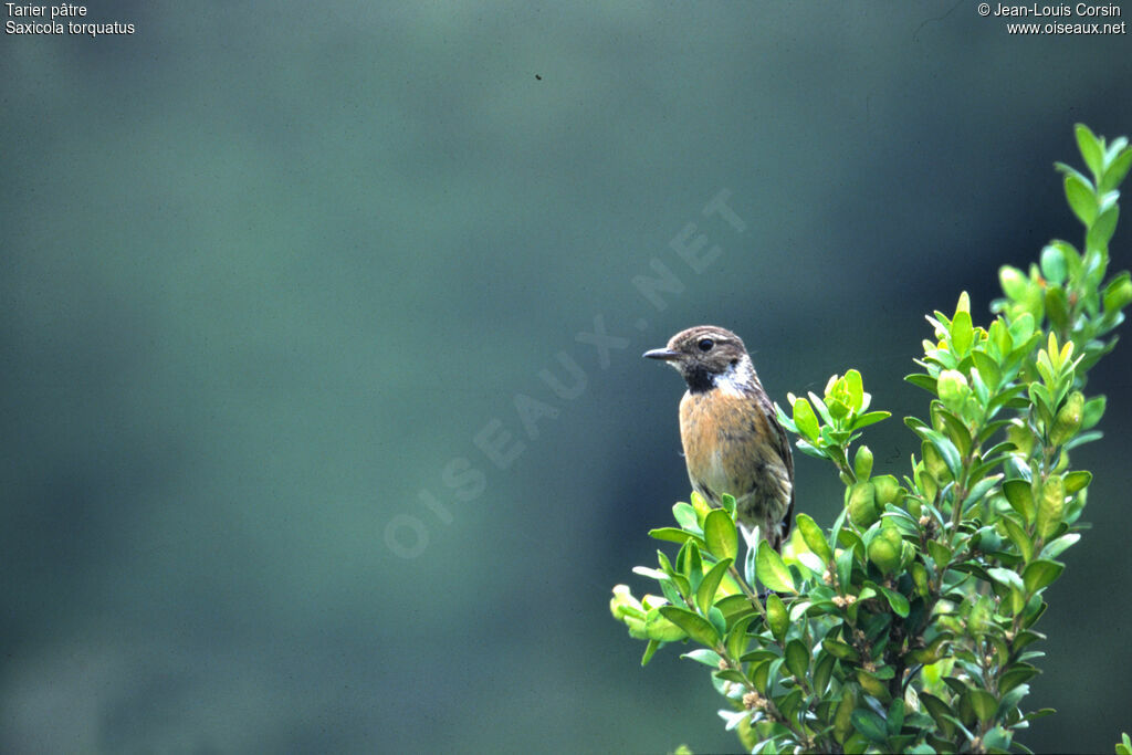 European Stonechat female adult