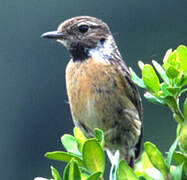 European Stonechat