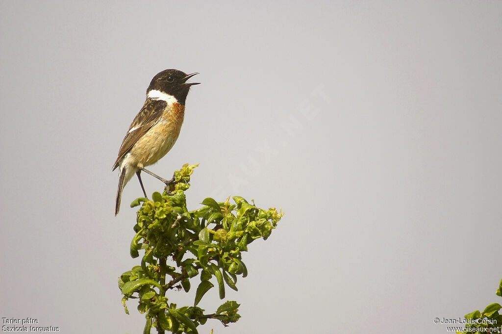 European Stonechat