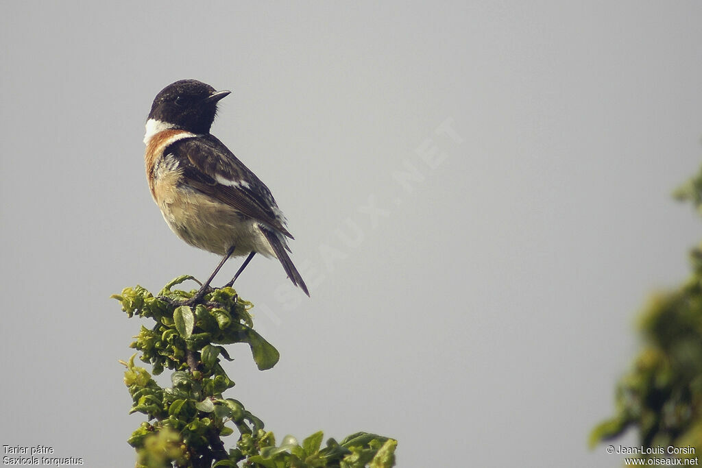 European Stonechat