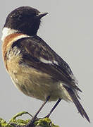 European Stonechat