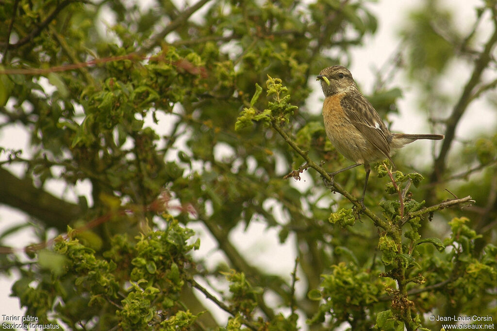 European Stonechat