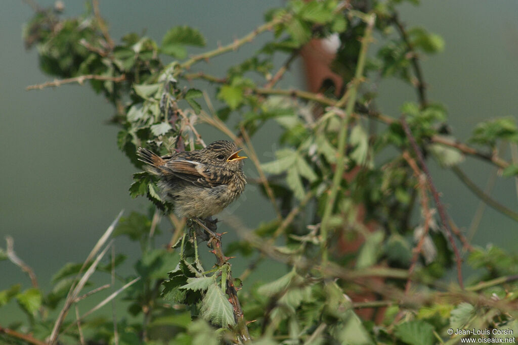 European Stonechat