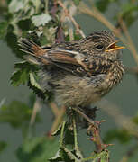 European Stonechat