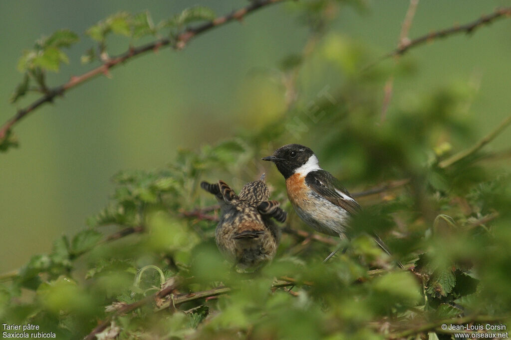 European Stonechat