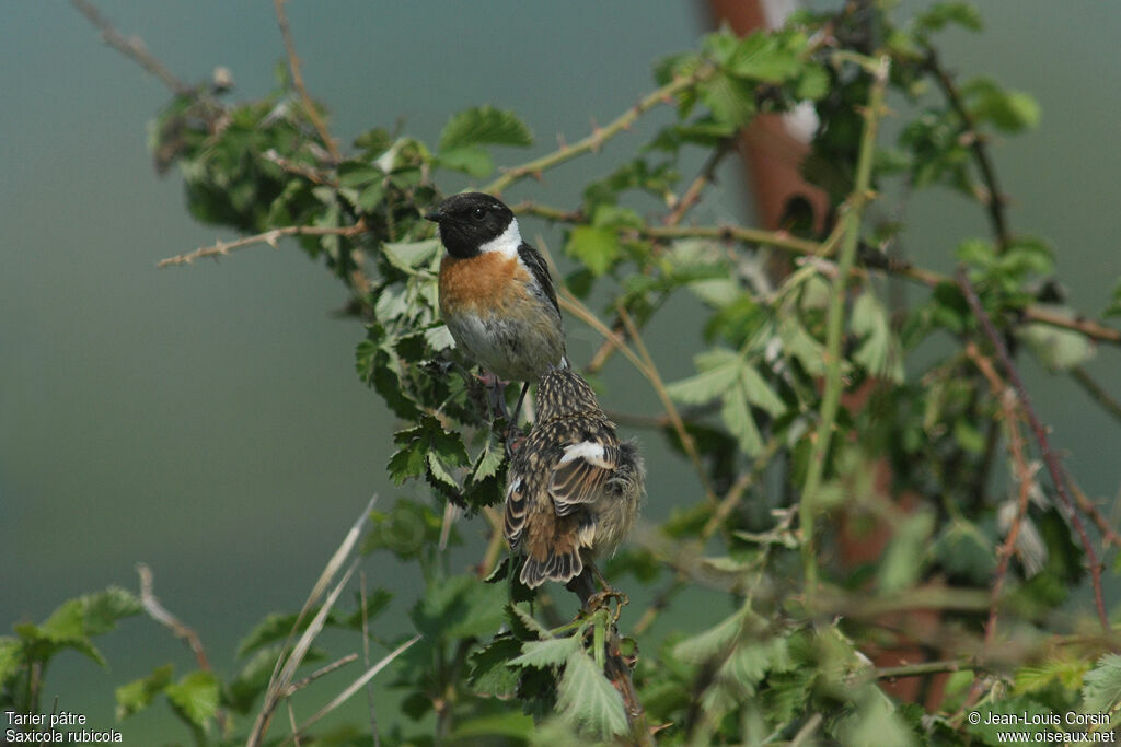 European Stonechat