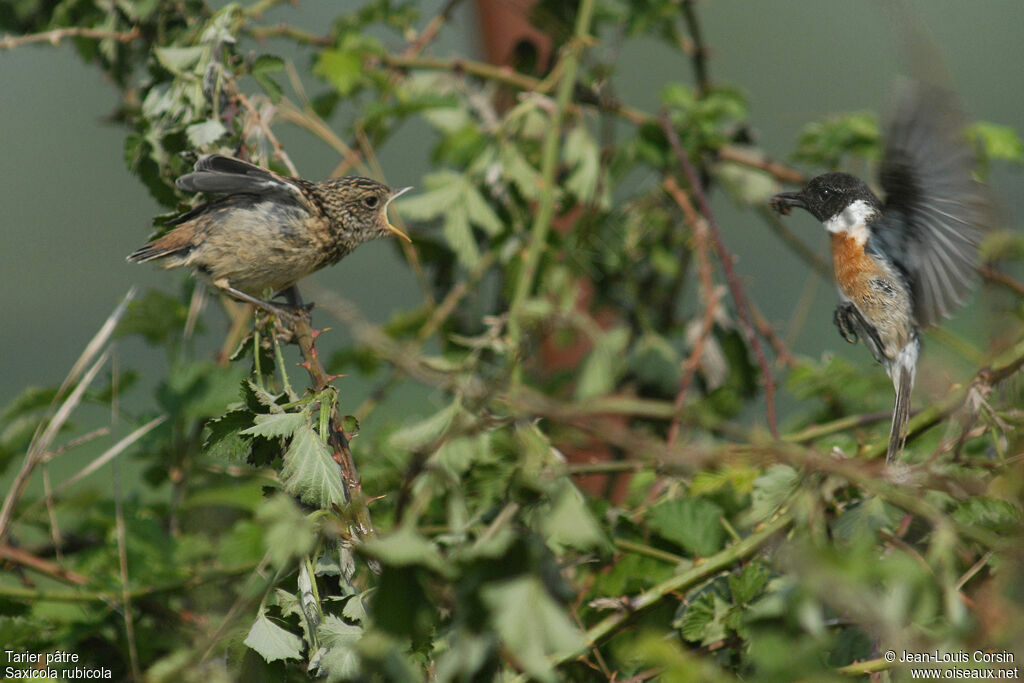 European Stonechat